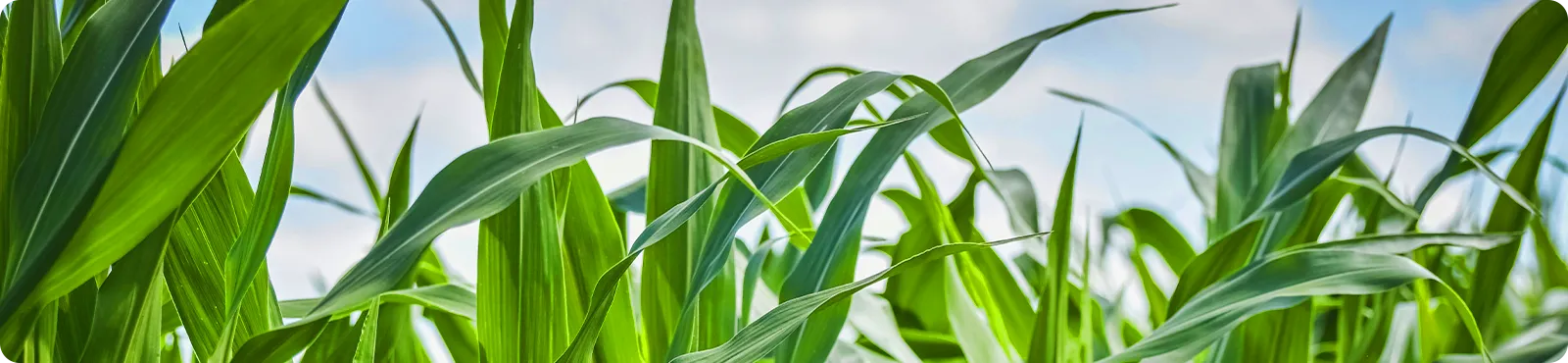 大量元素水溶肥料<br>Water Soluble Fertilizer